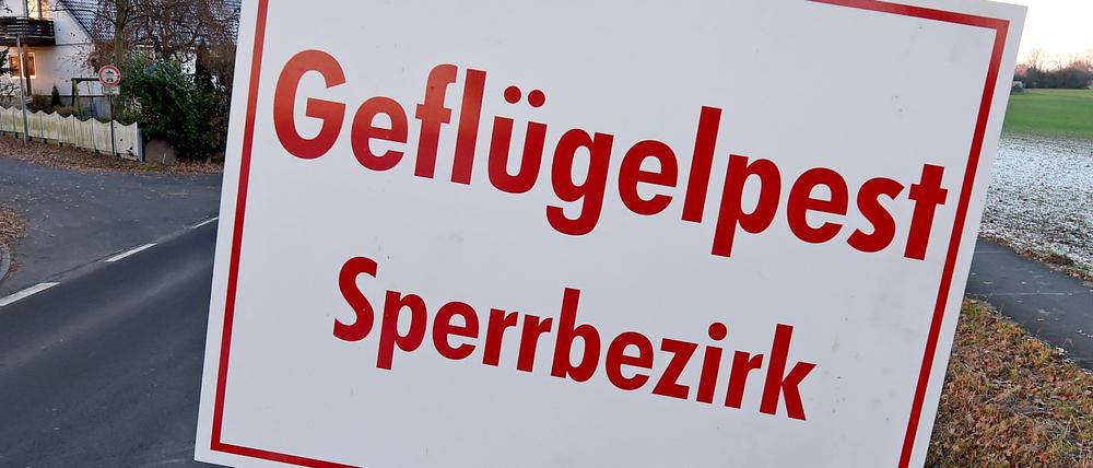 In der vergangenen Woche wurde der Vogelgrippe-Erreger in eienm Nutzflügelbestand in Neuruppin entdeckt, diese Woche wurde der Erreger im Landkreis Dahme-Spree nachgewiesen.