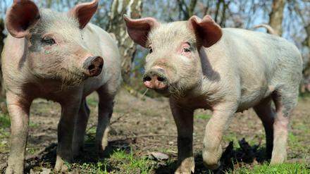 Die Schweine von Axel Pendorf und Clemes Stromeyer können im Prinzip machen, was sie wollen.