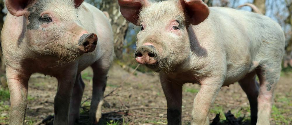 Die Schweine von Axel Pendorf und Clemes Stromeyer können im Prinzip machen, was sie wollen.