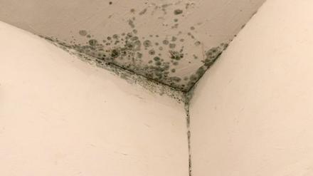 Wegen massiven Schimmelbefalls in der Potsdamer Flüchtlingsunterkunft an den Kopfweiden wurden drei Appartements geräumt.