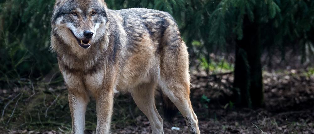 In Deutschland leben 120 bis 130 erwachsene Wölfe.
