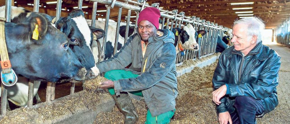 Aus Kamerun nach Bandelow. Der 28-jährige Flüchtling Devisme Jackson hat in seiner Heimat eigentlich Bauingenieur gelernt. Bei seinem neuen Chef Pieter Wolters repariert er jetzt Ställe, bedient den Melkstand, mistet aus und büffelt für den Führerschein.