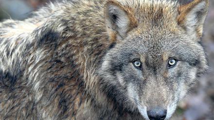 Ungeliebter Rückkehrer. Vor allem Bauern sehen die Verbreitung der Wölfe in Deutschland mit Sorge. Laut Landesbauernverband Brandenburg ist die Zahl der Angriffe auf Nutztiere landesweit von 2015 zu diesem Jahr von 97 auf bislang 174 gestiegen.