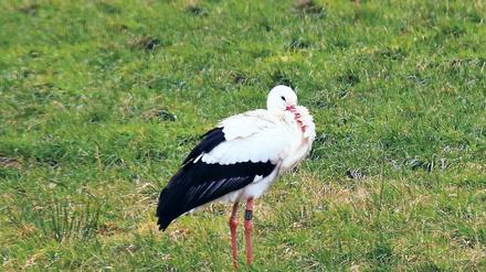Bloß nicht weg. Dieser Storch verspürt seit fünf Jahren keinerlei Fernweh. Im Winter fliegt er nicht in den Süden, sondern bleibt einfach da.