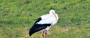 Bloß nicht weg. Dieser Storch verspürt seit fünf Jahren keinerlei Fernweh. Im Winter fliegt er nicht in den Süden, sondern bleibt einfach da.