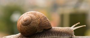 Potsdamer surfen im bundesweiten Vergleich eher im Schneckentempo.