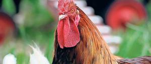 Ab in den Topf? Dem stolzen Hahn wird das Existenzrecht nicht nur von „lärmempfindlichen“ Nachbarn streitig gemacht. Es droht auch die Ansteckung mit dem hoch gefährlichen H5N8-Erreger, der bei Wildvögeln bereits zu einer Pandemie geführt hat.