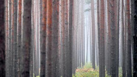 Harte Plantage. Die Kiefern in Brandenburg – gepflanzt auf riesigen Flächen – können dem Stress durch den Klimawandel noch robust trotzen. Die Laubbäume hingegen haben zunehmend Probleme mit dem Temperaturanstieg.
