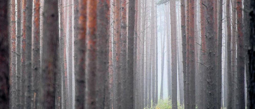 Harte Plantage. Die Kiefern in Brandenburg – gepflanzt auf riesigen Flächen – können dem Stress durch den Klimawandel noch robust trotzen. Die Laubbäume hingegen haben zunehmend Probleme mit dem Temperaturanstieg.