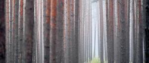 Harte Plantage. Die Kiefern in Brandenburg – gepflanzt auf riesigen Flächen – können dem Stress durch den Klimawandel noch robust trotzen. Die Laubbäume hingegen haben zunehmend Probleme mit dem Temperaturanstieg.