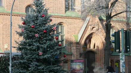 Im zweiten Anlauf: Ein Weihnachtsbaum für Babelsberg in voller Größe.