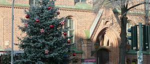 Im zweiten Anlauf: Ein Weihnachtsbaum für Babelsberg in voller Größe.