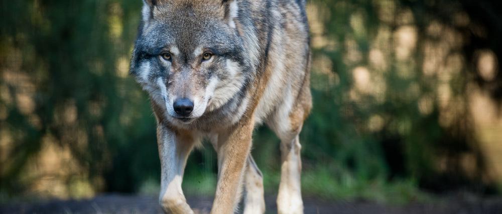 In der Lausitz gibt es vergleichsweise große Vorkommen von Wölfen. Dieses Foto wurde im Wildpark Schorfheide in Brandenburg aufgenommen.