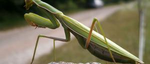 Das Insekt des Jahres 2017: die Gottesanbeterin.