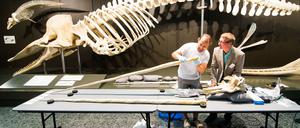 Auf den Zahn gefühlt. Michael Hofreiter vom Institut für Biochemie und Biologie an der Universität Potsdam untersucht in Hamburg im Zoologischen Museum den Stoßzahn von einem Narwal-Schädel. Im Hintergrund ist ein Skelett von einem Pottwal ausgestellt.
