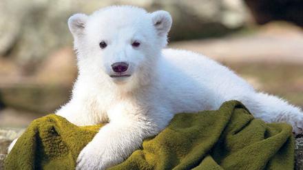 Startier. Er hat das Eisbären-Fieber ausgelöst: Knut, kurz nach seiner Geburt.