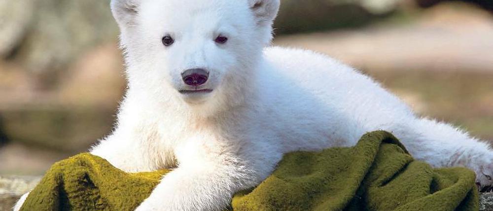 Startier. Er hat das Eisbären-Fieber ausgelöst: Knut, kurz nach seiner Geburt.