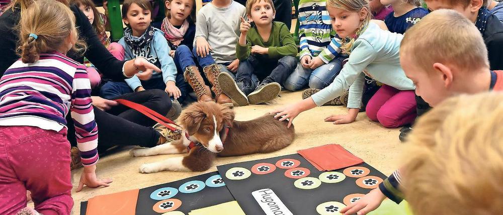 Entspannt. Schulhund Hugo fühlt sich sichtlich wohl zwischen den Erstklässlern. Seit Beginn des Schuljahres begleitet er sein Frauchen, die Lehrerin Stefanie Mühlberg, an ein bis zwei Tagen mit in den Unterricht. Noch ist er in der Ausbildung.