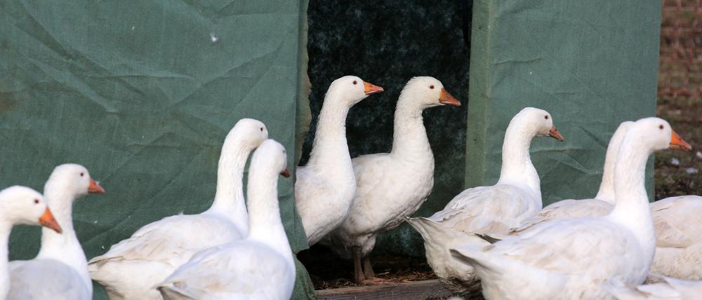 Ab in den Stall: In Brandenburg gilt nun Stallpflicht.