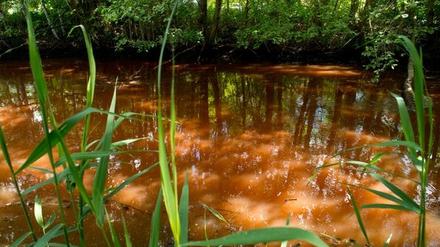 Braune Brühe im Spreewald: Das Land will den Eisenocker-Schlamm jetzt ökologisch verträglich beseitigen.
