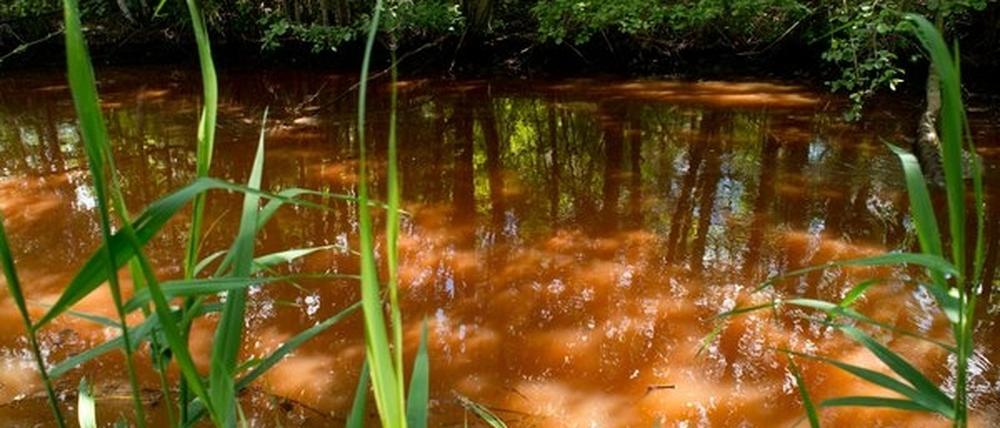 Braune Brühe im Spreewald: Das Land will den Eisenocker-Schlamm jetzt ökologisch verträglich beseitigen.