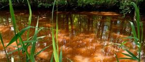 Braune Brühe im Spreewald: Das Land will den Eisenocker-Schlamm jetzt ökologisch verträglich beseitigen.