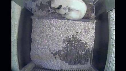 Ein Fell für drei. Die beiden winzigen Eisbärbabys sind kaum zu sehen neben ihrer Mutter Tonja.