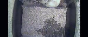Ein Fell für drei. Die beiden winzigen Eisbärbabys sind kaum zu sehen neben ihrer Mutter Tonja.