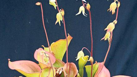 Fleischfressend. Die Heliamphora.