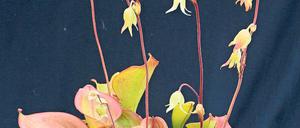 Fleischfressend. Die Heliamphora.