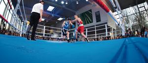 Neue Saison ohne den den amtierenden Titelträger. Motor Babelsberg gehört im Kampfjahr 2016/17 nicht zu den Teilnehmern an der Bundesliga. Vorausgegangenen waren vonseiten des Deutschen Boxsport-Verbandes eine inkonsequente Organisation des Ligabetriebs und ein anschließendes Kommunikationsdefizit.