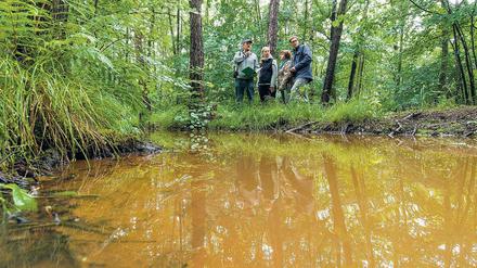 Im braunen Bereich. Am Haidemühler Graben nahe Welzow begutachteten Grünen-Politiker und Umweltaktivisten am Montag das rötlich-braune eisenhaltige Grundwasser, das vom Tagebau Welzow-Süd kommt. Sie zweifeln an den offiziellen Messungen.