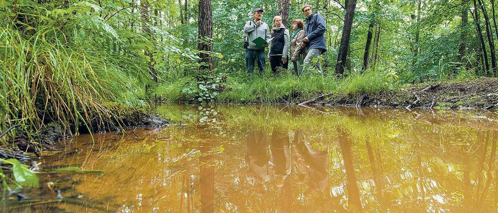 Im braunen Bereich. Am Haidemühler Graben nahe Welzow begutachteten Grünen-Politiker und Umweltaktivisten am Montag das rötlich-braune eisenhaltige Grundwasser, das vom Tagebau Welzow-Süd kommt. Sie zweifeln an den offiziellen Messungen.