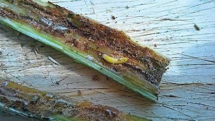 Gefräßige Made. Die Schädlinge zerstören bis zu 40 Prozent der Ernte.