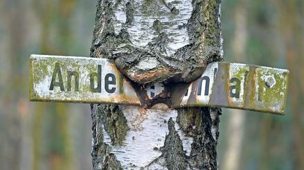 Historisch verwachsen. Ein Straßenschild mit der Aufschrift „An der Stammbahn“ hängt eingewachsen an einer Birke in Kleinmachnow. Die Trasse von einst soll wiederbelebt werden, findet der Berliner Senat. Einige Bahnhöfe der Stammbahn existieren noch, sie werden nur nicht genutzt.