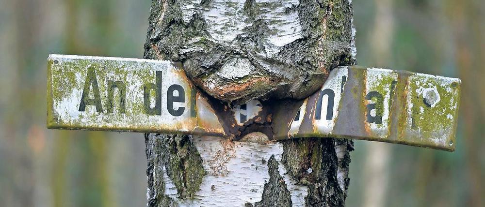Historisch verwachsen. Ein Straßenschild mit der Aufschrift „An der Stammbahn“ hängt eingewachsen an einer Birke in Kleinmachnow. Die Trasse von einst soll wiederbelebt werden, findet der Berliner Senat. Einige Bahnhöfe der Stammbahn existieren noch, sie werden nur nicht genutzt.