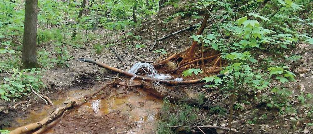 Sauber? Eine Aufnahme an der Vattenfall-Einleitstelle an der sogenannten Steinitzer-Quelle vom 19. Mai 2015 zeigt deutlich eine rostbraune Färbung des Wasserlaufs. Die Verfärbung wird durch erhöhte Eisen-Werte hervorgerufen.
