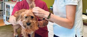 Zurückgekommen. Die Tierärztin Susanne Schuppelius hat es nicht bereut, nach dem Studium in Wien und Berlin im uckermärkischen Templin eine Tierarztpraxis eröffnet zu haben.