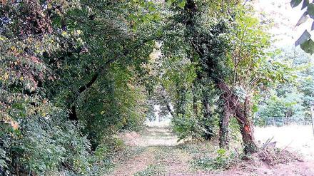Abgeholzt. Von der einst durchgehenden Allee (o.) hat ein Bauherr sieben Bäume gefällt – mit Genehmigung des Kreises.
