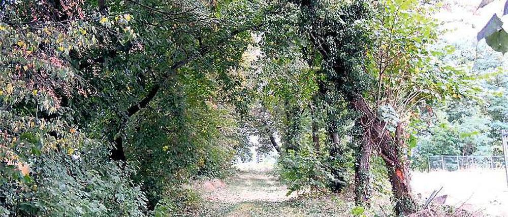 Abgeholzt. Von der einst durchgehenden Allee (o.) hat ein Bauherr sieben Bäume gefällt – mit Genehmigung des Kreises.