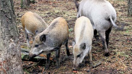Zusammenrottung. Die Wildschweinpopulationen haben in den vergangenen Jahren in Potsdam deutlich zugenommen. Begünstigt durch milde Winter und ein Überangebot an Futter, breiten sie sich in der Stadt immer mehr aus und treiben manchem Gartenbesitzer die Tränen in die Augen.