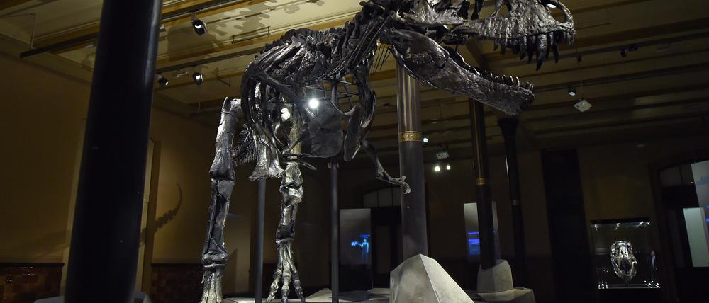 Das Skelett des Tyrannosaurus Rex namens "Tristan Otto" ist im Berliner Naturkundemuseum ausgestellt.