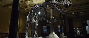 Das Skelett des Tyrannosaurus Rex namens "Tristan Otto" ist im Berliner Naturkundemuseum ausgestellt.