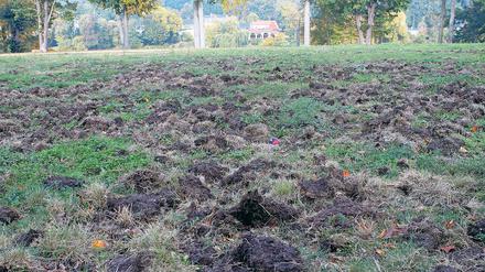 Beackert. Wildschweine haben im Babelsberger Park große Rasenflächen regelrecht umgepflügt. Das Schwarzwild vermehrt sich prächtig – zum Leidwesen der Welterbehüter. Doch auch kleinere Wildtiere verursachen Schäden.