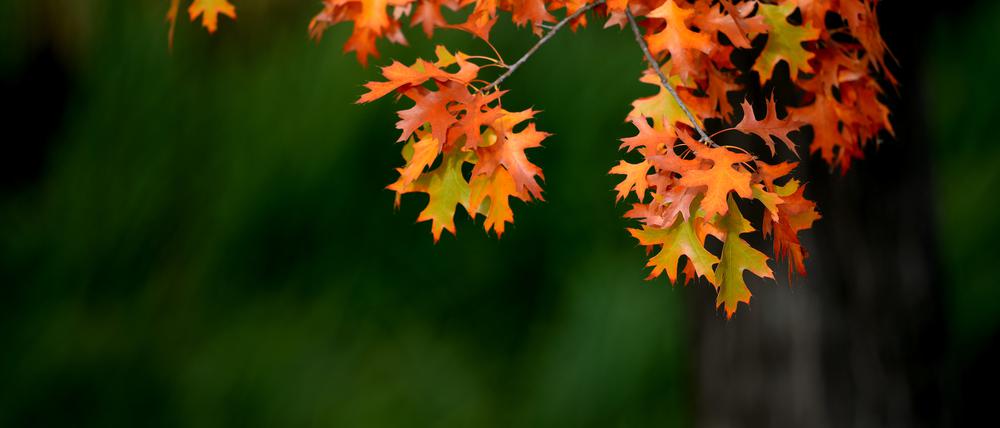 Der Volkspark - hier im Herbst fotografiert - am Bornstedter Feld wird verkleinert, der Eintrittspreis steigt.