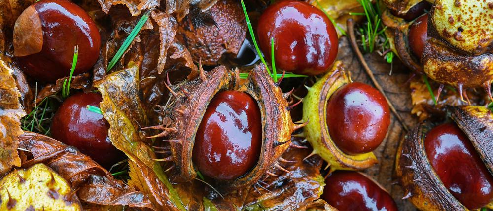 Kastanien sammeln und zu Hause mit basteln. "Oldschool, aber uns macht das immer wieder großen Spaß", sagt PNN-Projektmanagerin Aline Creifelds.