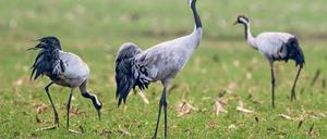 Zwischenstopp. Rund 60 000 Kraniche rasten an den Linumer Teichen.