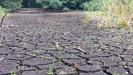 Der Teich ist weg. Im Wald hinter Schloss Lindstedt liegen in einer Senke die Düsteren Teiche – zumindest war das bis vor einigen Wochen so. Inzwischen ist das Areal vertrocknet, auf dem Teichboden wächst bereits Gras. Naturschützer und Anwohner reagieren alarmiert.