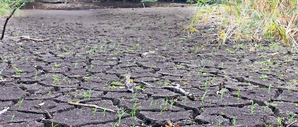 Der Teich ist weg. Im Wald hinter Schloss Lindstedt liegen in einer Senke die Düsteren Teiche – zumindest war das bis vor einigen Wochen so. Inzwischen ist das Areal vertrocknet, auf dem Teichboden wächst bereits Gras. Naturschützer und Anwohner reagieren alarmiert.