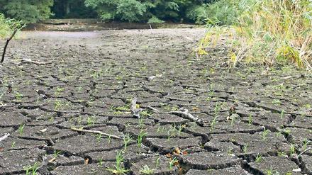 Wasser weg. Die Linke-Fraktion will die Düsteren Teiche retten.